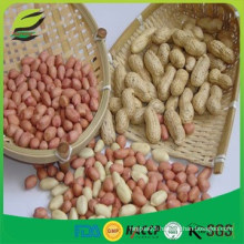 high quality blanched peanut kernels